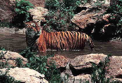 Pic. of Tiger